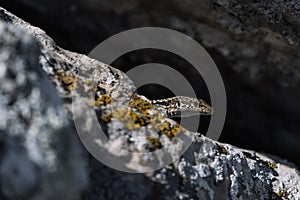 Cute lizard taking sun on rock stone