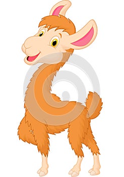 Cute llama cartoon