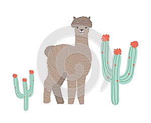 Cute llama or cria isolated on white background. Portrait of wild South American animal grazing among succulents. Andean photo