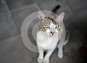 A cute local cat with pink nose, in shallow focus. Animal background and wallpaper