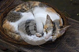 A cute local cat with pink nose sleeping in a pile of rusty wire