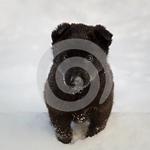 Cute lonely black colour puppy is standing in the snow and looking plaintively