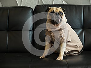 Cute lonely pug dog puppy sad and sit on black sofa wait someone.