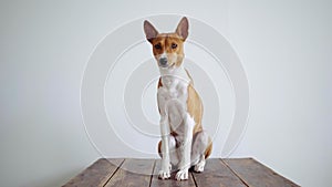Cute and lonely puppy on white wall background