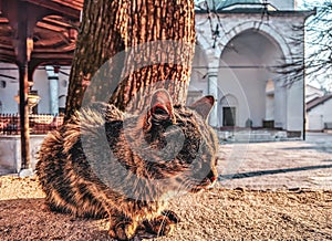 Cute and lonely stray street cat feline with closed eyes sitting outside on a sunny day warming itself with soft fur