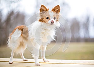 A cute Long-haired Chihuahua x Papillon mixed breed dog