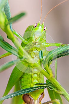 Cute Long-horned grasshoppers, or Tettigoniidae, or leafhopper p