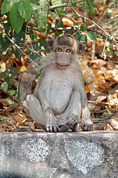 A cute long tailed macaque monkey in a tropical forest at Chonburi, Thailand.