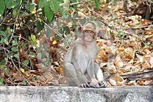 A cute long tailed macaque monkey in a tropical forest at Chonburi, Thailand.