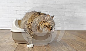 Cute longhair cat going out of a Litter box.