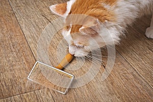 Cute longhair cat looking curious to a pet Grooming Brush with animal hair.