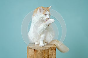 Cute longhair cat sitting on wooden column and cleaning herself.