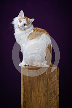 Cute longhair cat sitting on wooden podium and looking funny at camera.