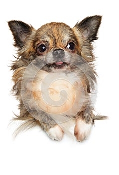 Cute longhaired chihuahua dog posing above banner