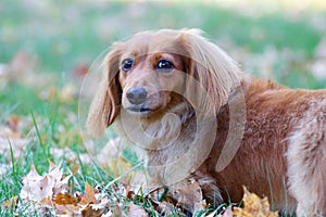 Cute Longhaired Dachshund in Fall Leaves