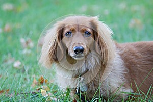 Cute Longhaired Dachshund outside on a Fall Day