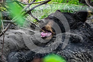 Cute looking black bear getting ready for hibernate sleeping