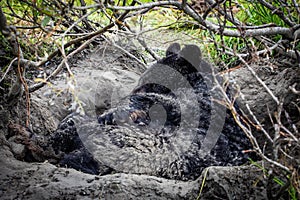 Cute looking black bear getting ready for hibernate sleeping