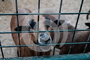 Cute looking goat or sheep in a cage asking for food. Caged captive animal held prisoner in a zoo or on a farm. Young brown
