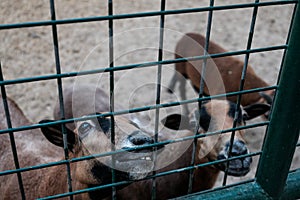 Cute looking goats smiling in a cage asking for food. Caged captive animals held prisoners in a zoo or on a farm. Group of young