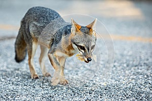 Cute looking gray fox isolated portrait carrying food