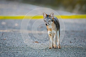 Cute looking gray fox isolated portrait on the road