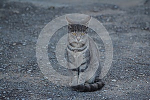 Cute looking grey cat found at the entrance to Mistra