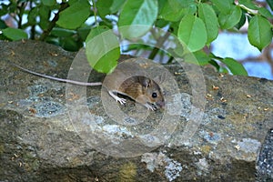 Cute looking mouse in front of a brick wall searching for food