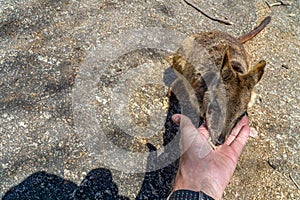 Cute looking wallaby trustfully eats food from one hand