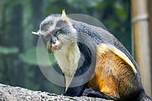 Cute looking Wolf`s mona monkey portrait