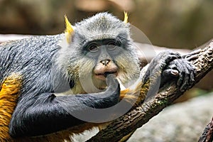 Cute looking Wolf`s mona monkey portrait