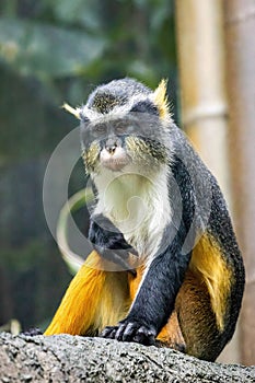 Cute looking Wolf`s mona monkey portrait