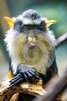 Cute looking Wolf`s mona monkey portrait