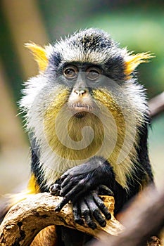 Cute looking Wolf`s mona monkey portrait