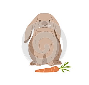 Cute lop rabbit. Happy bunny sitting near carrot. Domestic animal with fluffy fur. Adorable fuzzy coney pet. Flap-eared