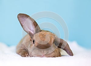 A cute Lop rabbit holding one ear up and one ear down