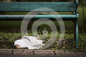 Cute lost cat sleeping under green bench