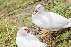 Cute love couple white duck standing on grass near a lake.
