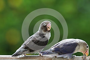 Cute lovebirds standing on the perch