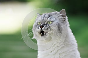 Cute lovely grey cat with green eyes and open mouth hiccups. Pet hiccups