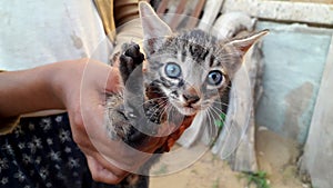 cute lovely kitten in female hands closeup