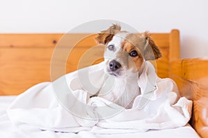 cute lovely small dog getting dried with a white towel in the bathroom. Home. Indoors