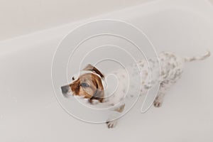 Cute lovely small dog wet in bathtub. Young woman owner getting her dog clean at home. white background