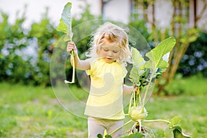 Cute lovely toddler girl with kohlrabi in vegetable garden. Happy gorgeous baby child having fun with first harvest of