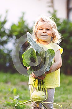 Cute lovely toddler girl with kohlrabi in vegetable garden. Happy gorgeous baby child having fun with first harvest of