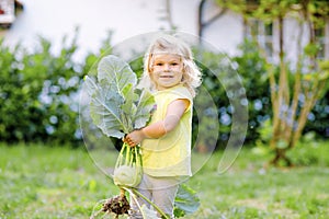 Cute lovely toddler girl with kohlrabi in vegetable garden. Happy gorgeous baby child having fun with first harvest of