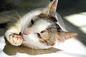 Cute lovely white cat with blue eye color