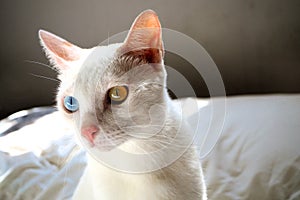 Cute lovely white cat with blue eye color