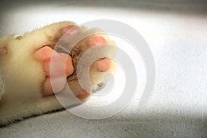 Cute lovely white cat with pink foot