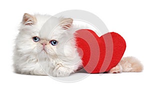 Cute lover persian kitten with a red heart